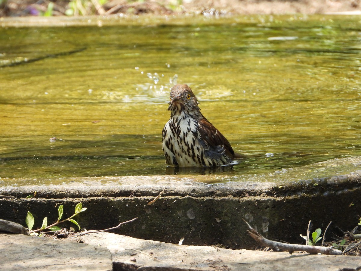Long-billed Thrasher - ML637999054