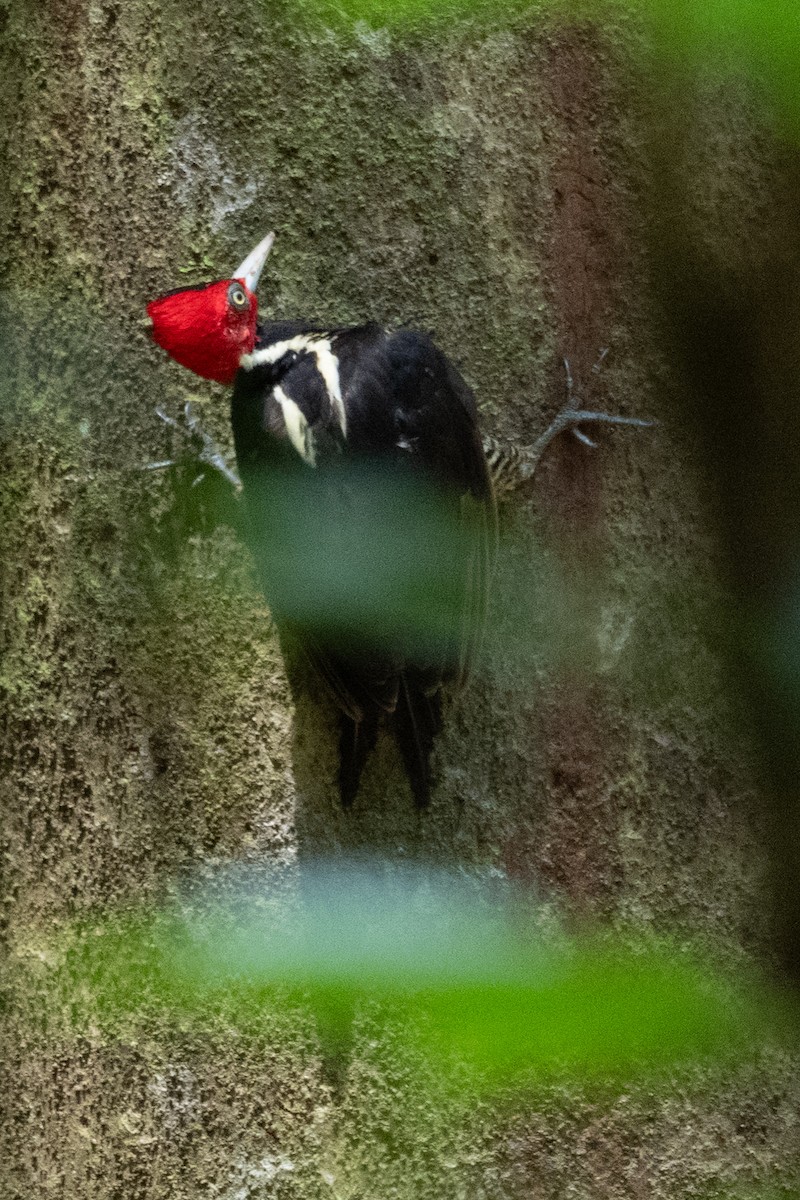 Pale-billed Woodpecker - ML637999082