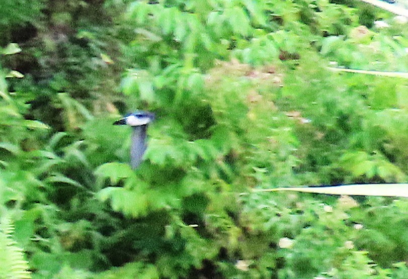 Glossy Swiftlet - ML637999104