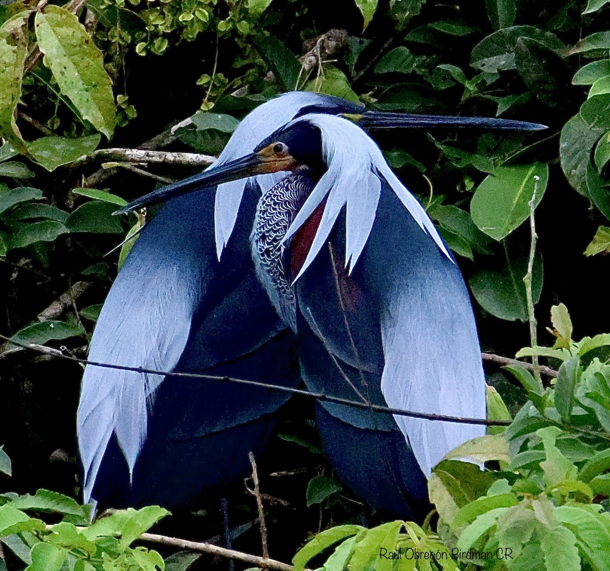 Agami Heron - ML637999114