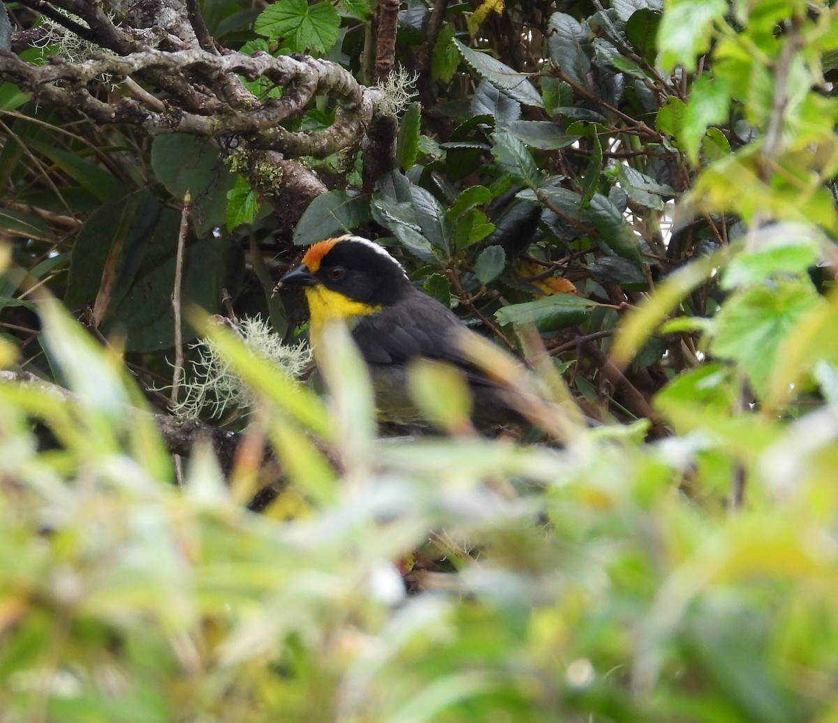 Pale-naped Brushfinch - ML637999157