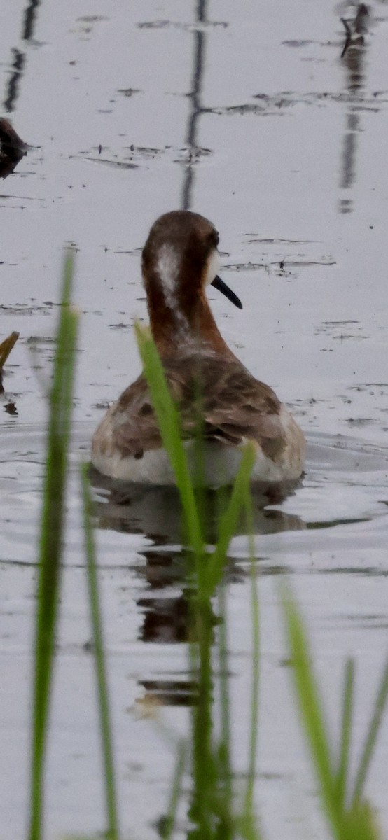Wilson's Phalarope - ML637999159