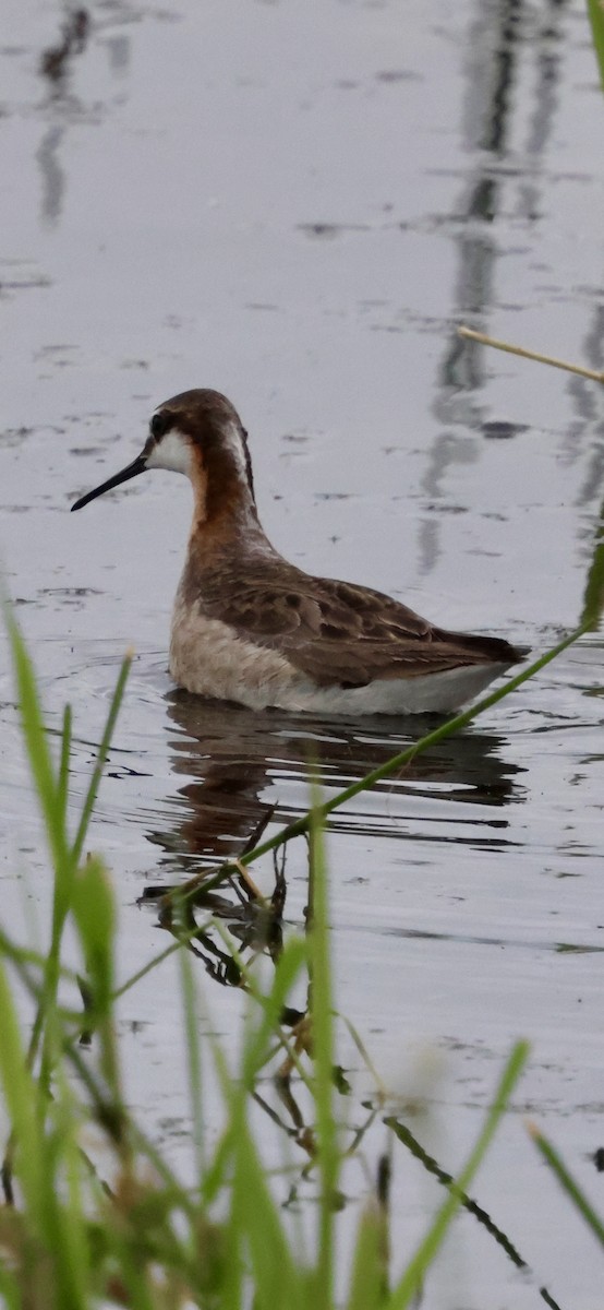 Wilson's Phalarope - ML637999160