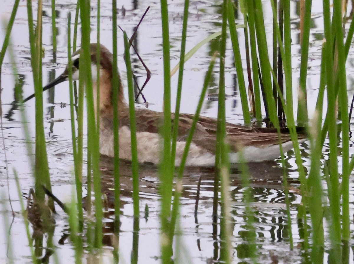 Wilson's Phalarope - ML637999162