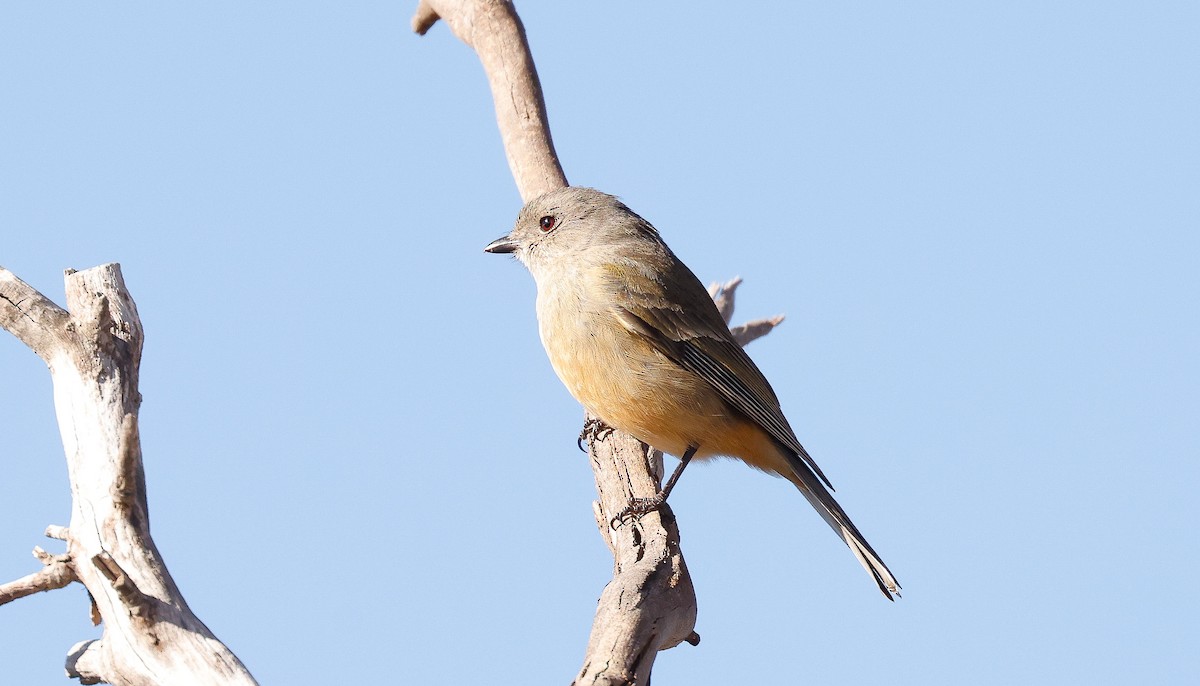 Golden Whistler (Western) - ML637999199