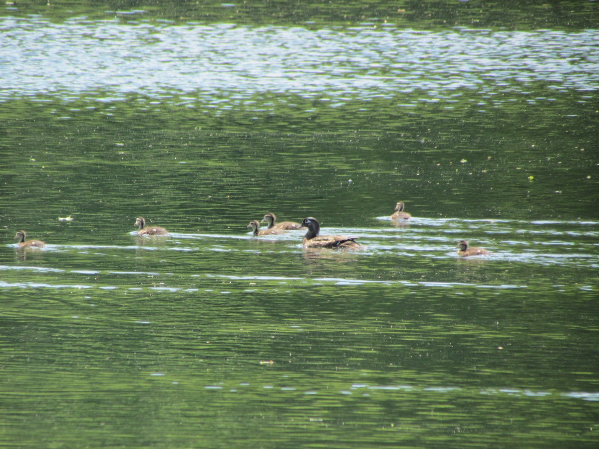 Wood Duck - ML637999295