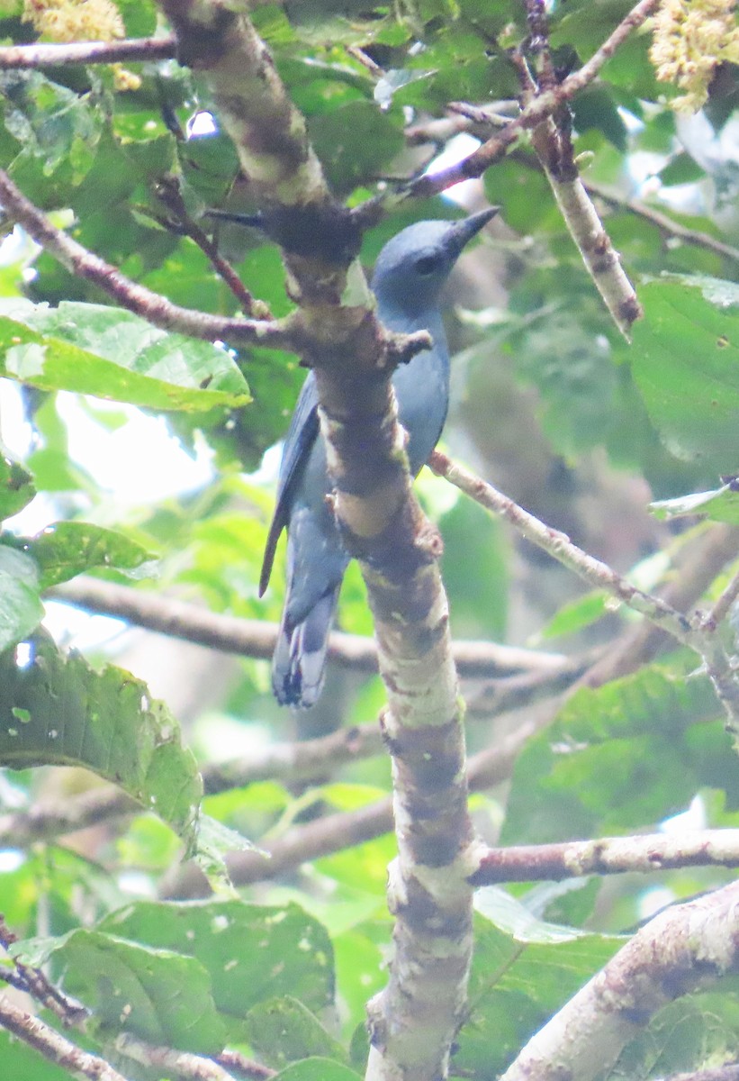 Papuan Cicadabird - ML637999380