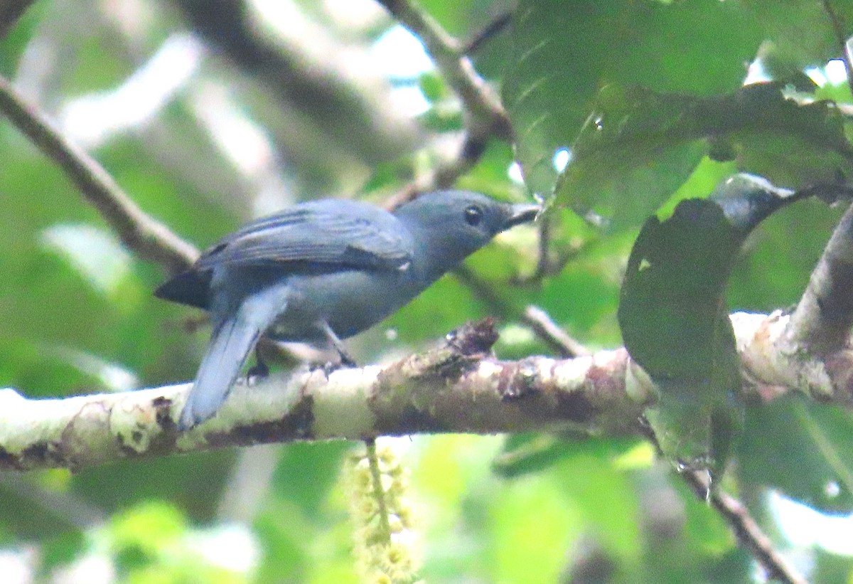 Papuan Cicadabird - ML637999381