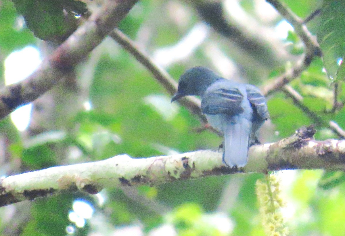 Papuan Cicadabird - ML637999382