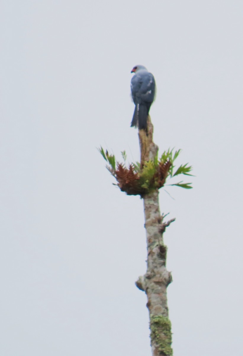Gray-headed Goshawk - ML637999402