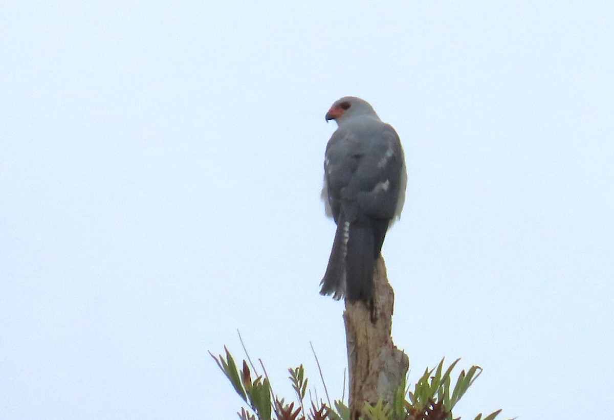Gray-headed Goshawk - ML637999403