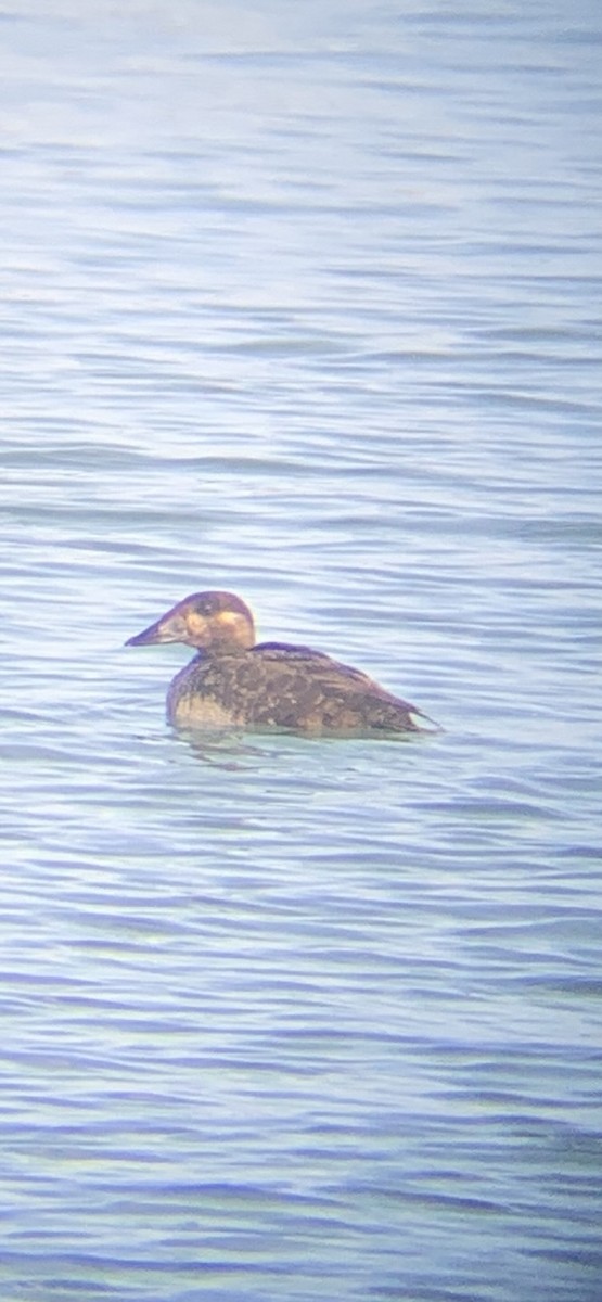 Surf Scoter - ML637999456