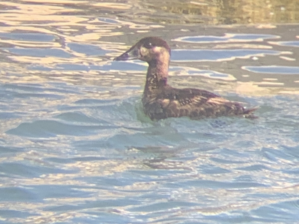 Surf Scoter - ML637999457