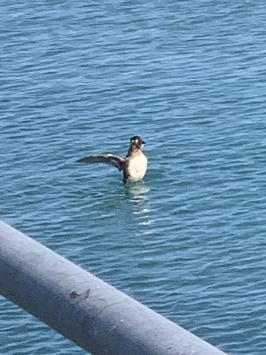 Surf Scoter - ML637999458