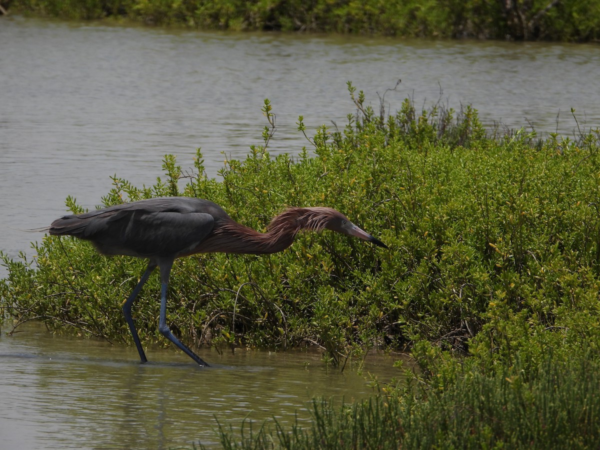 Reddish Egret - ML637999472