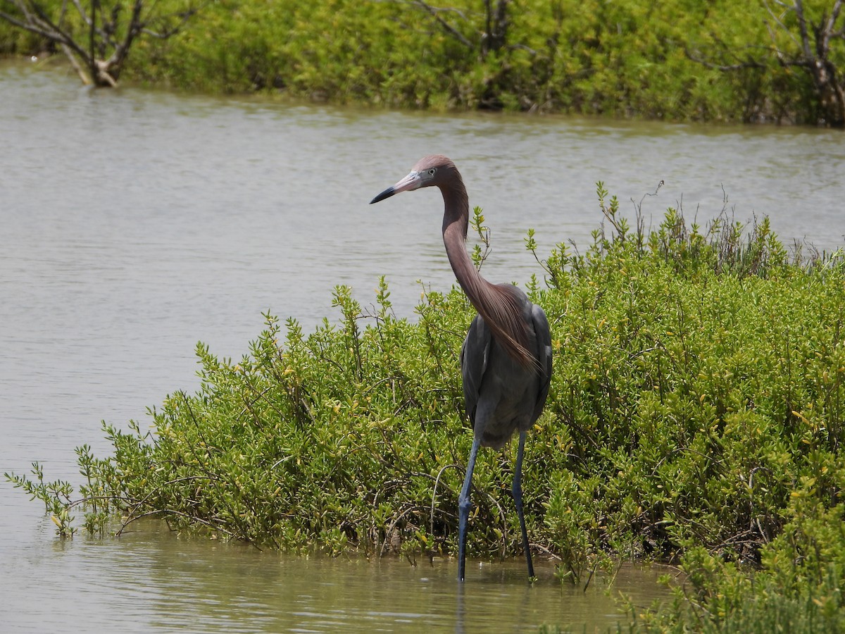 Reddish Egret - ML637999475