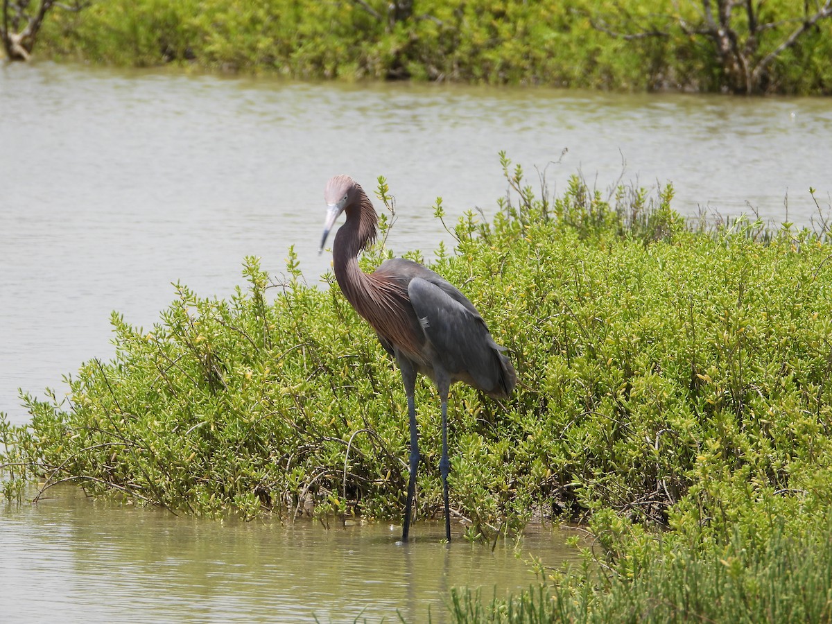 Reddish Egret - ML637999476