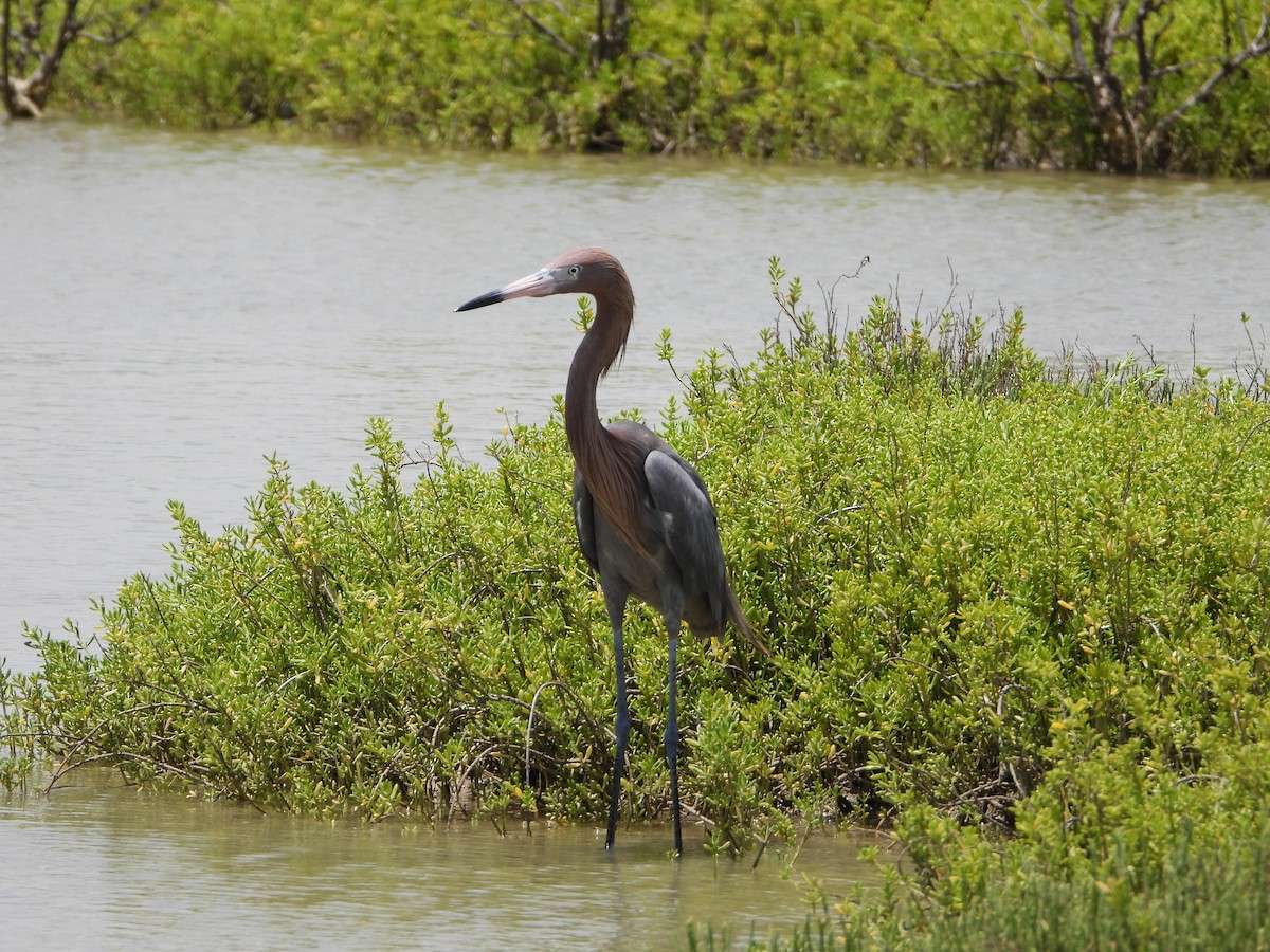 Reddish Egret - ML637999477