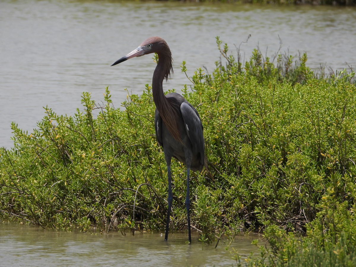 Reddish Egret - ML637999478