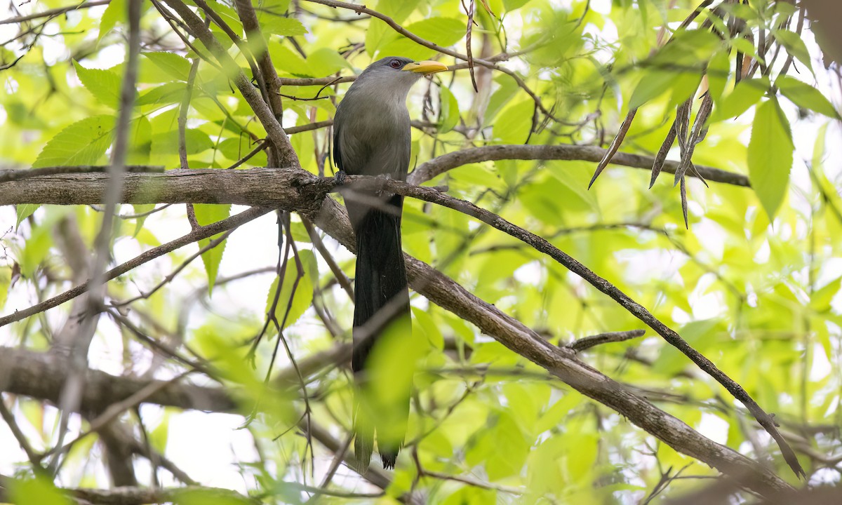 Green Malkoha - ML637999480