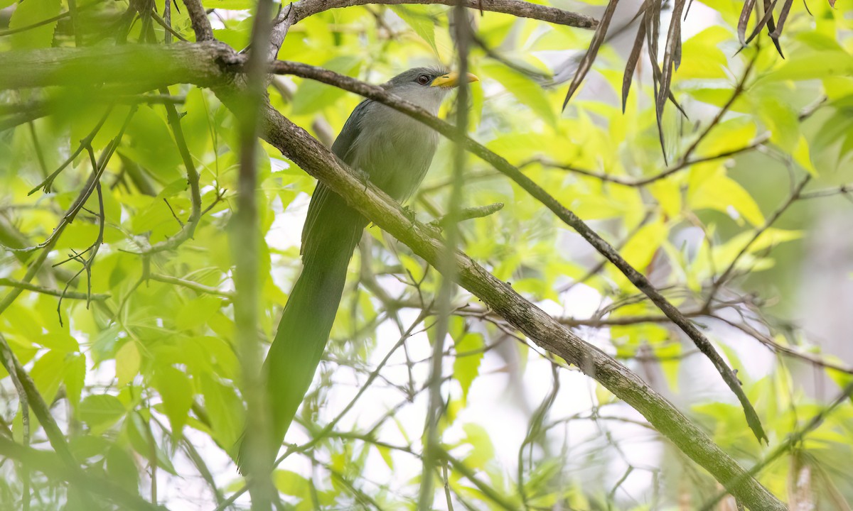 Green Malkoha - ML637999481