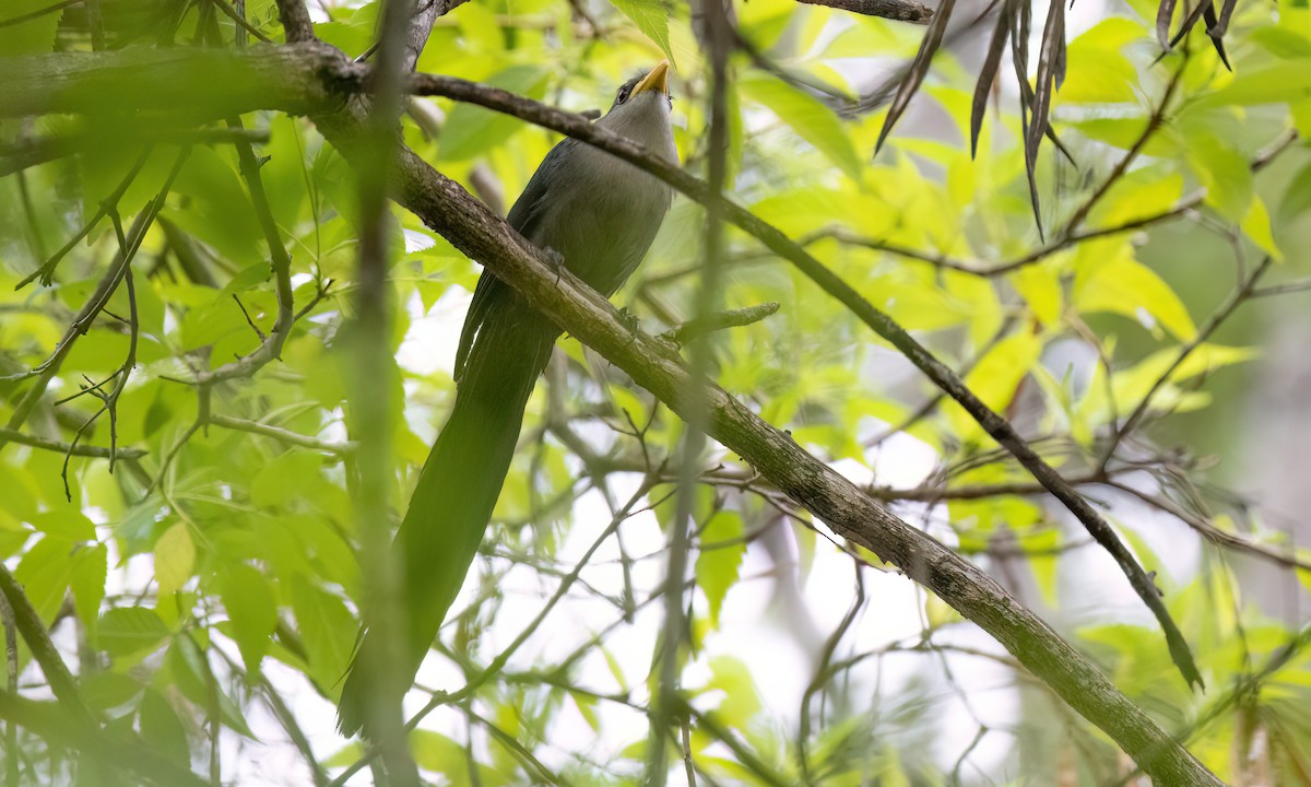Green Malkoha - ML637999484