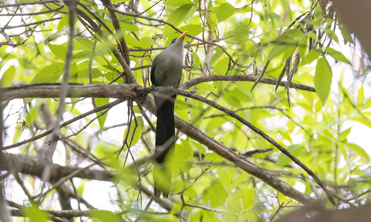 Green Malkoha - ML637999494