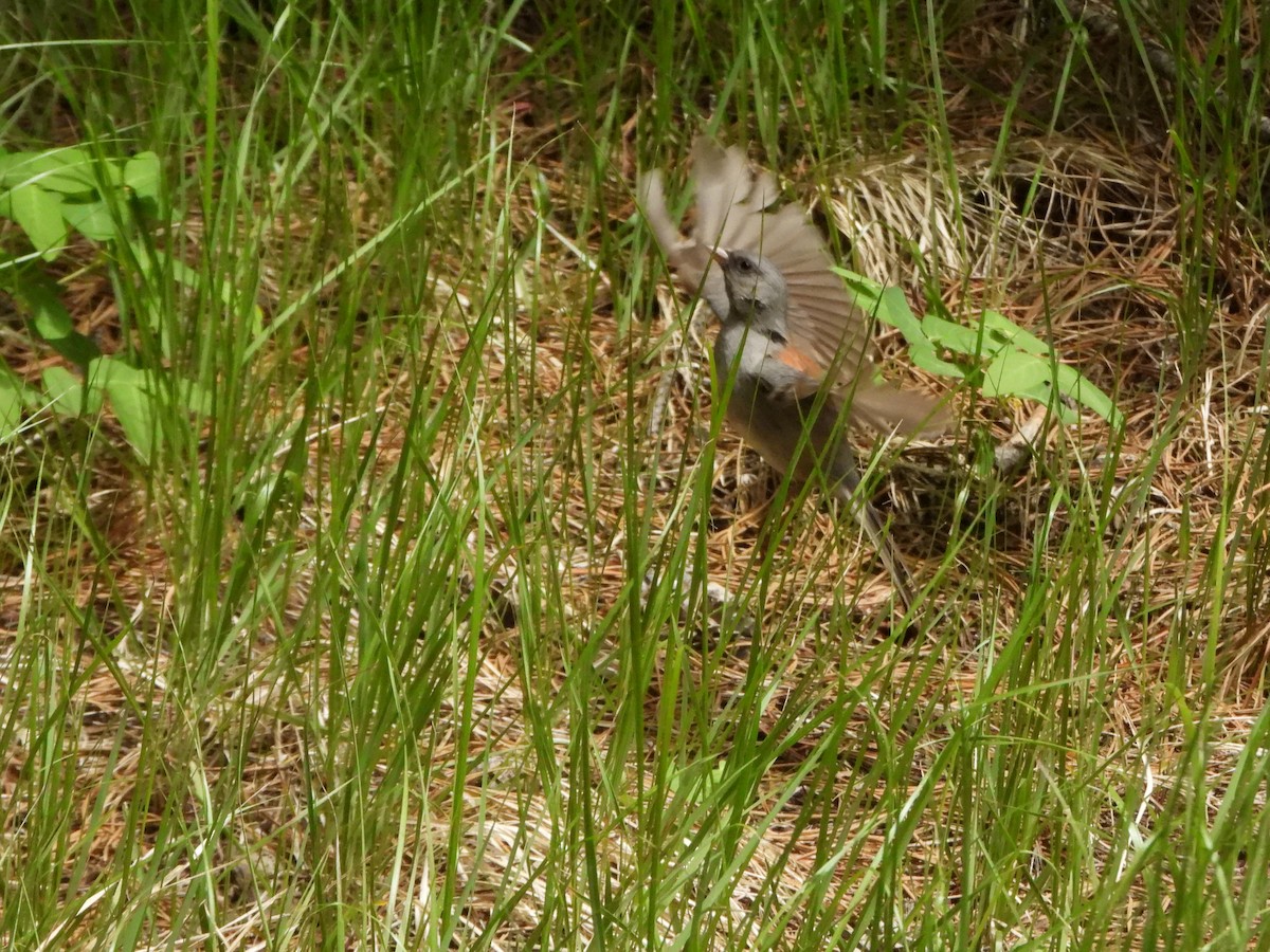 Dark-eyed Junco (Gray-headed) - ML637999497