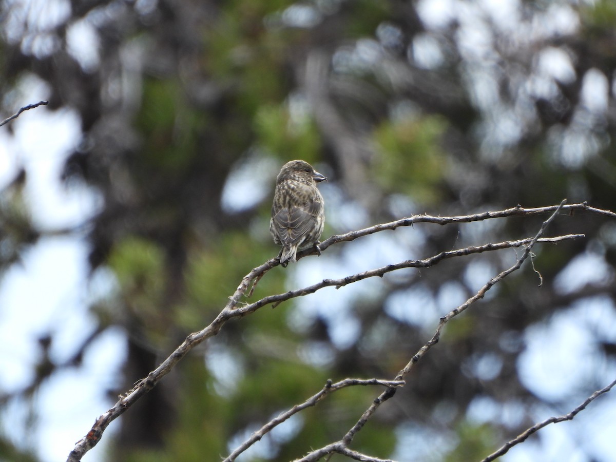 Cassia Crossbill - ML637999517