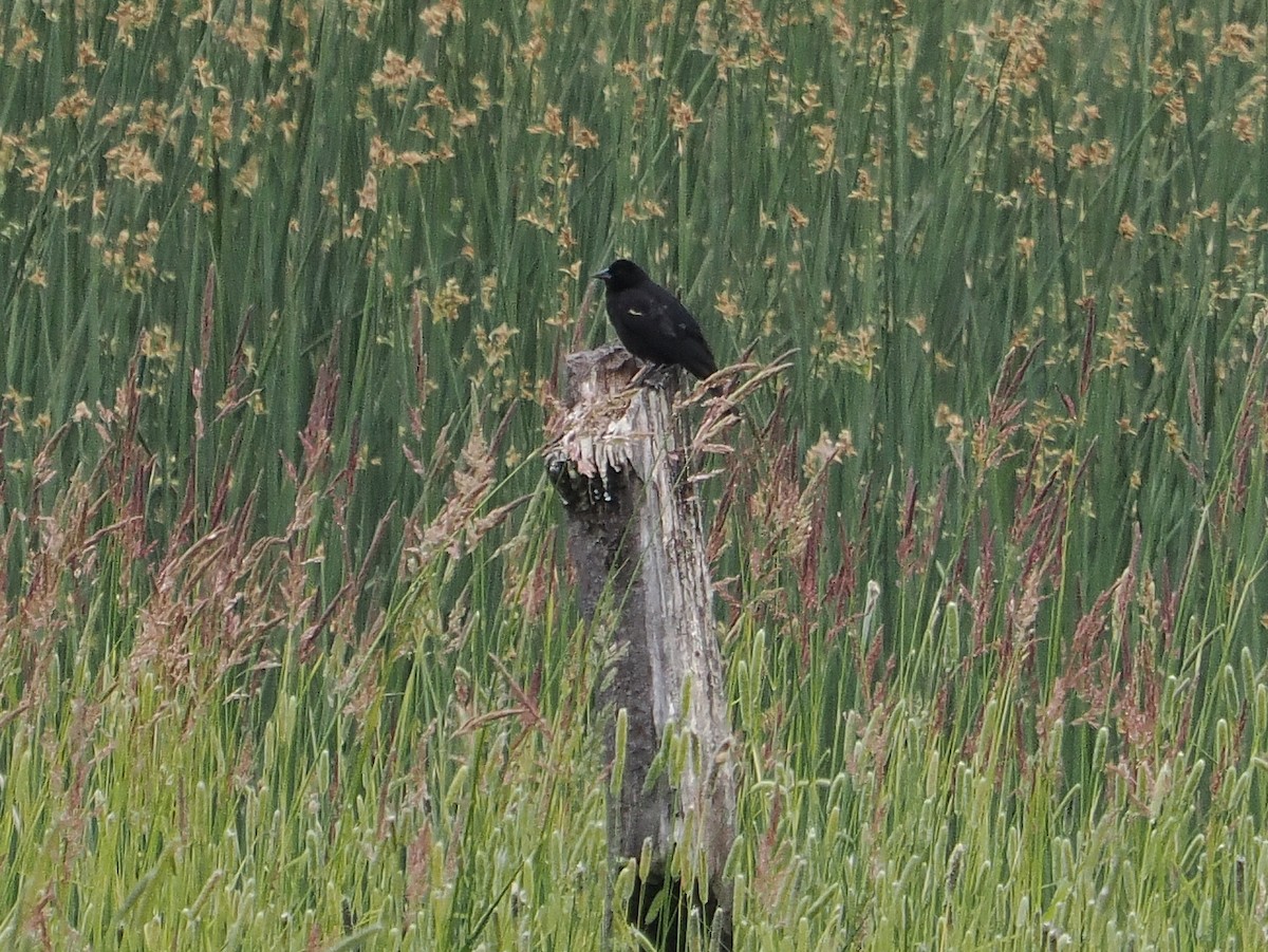 blackbird sp. - ML637999596