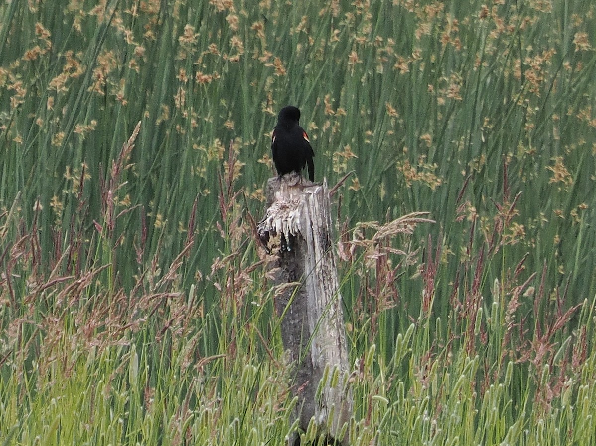 blackbird sp. - ML637999597
