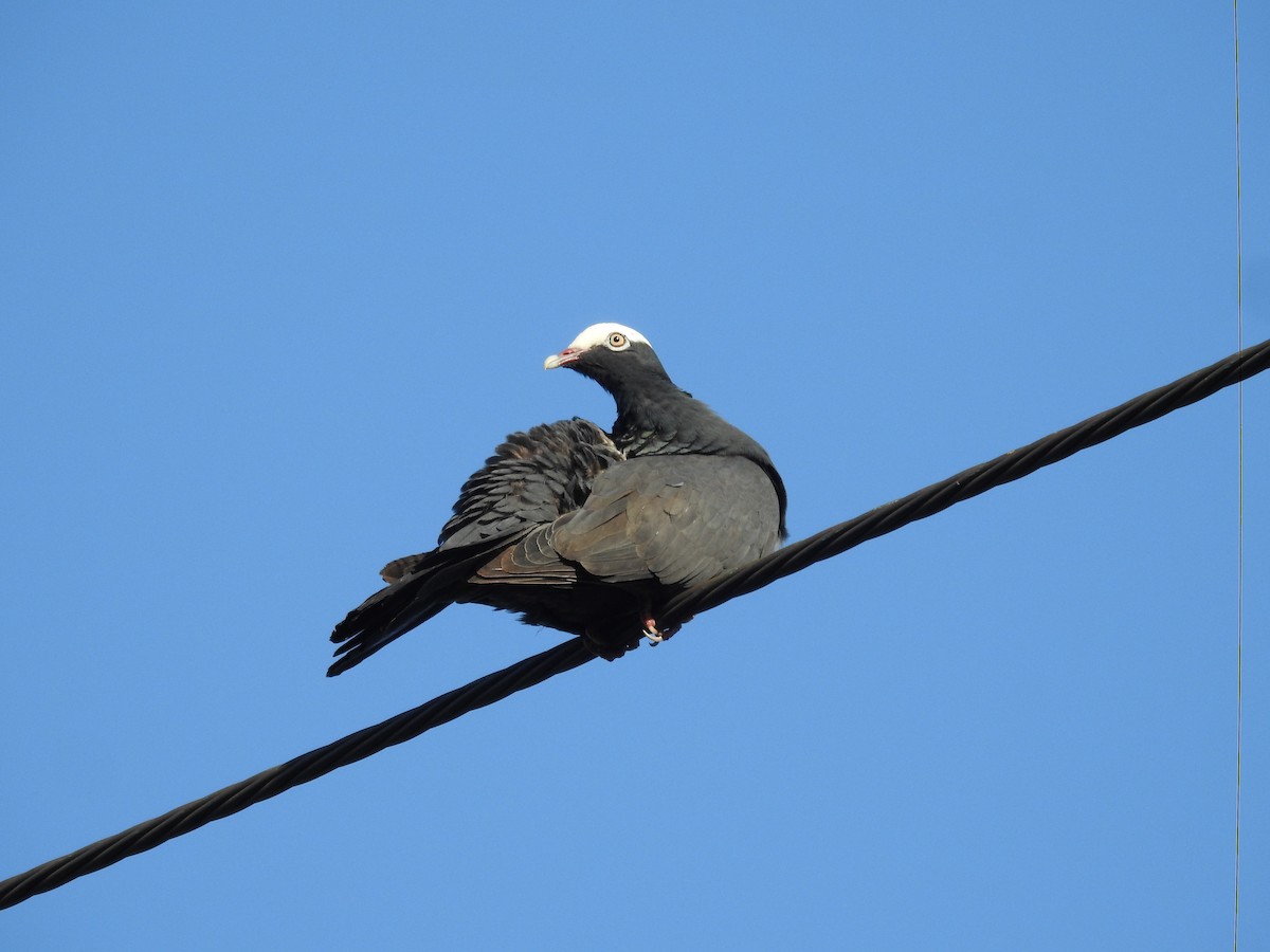 White-crowned Pigeon - ML637999603