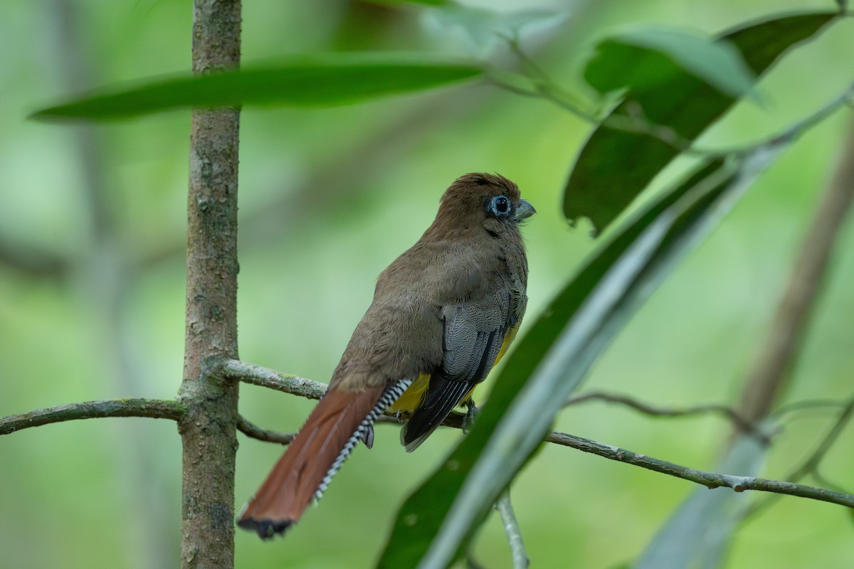 Northern Black-throated Trogon - ML637999666