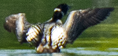 Common Loon - ML637999682