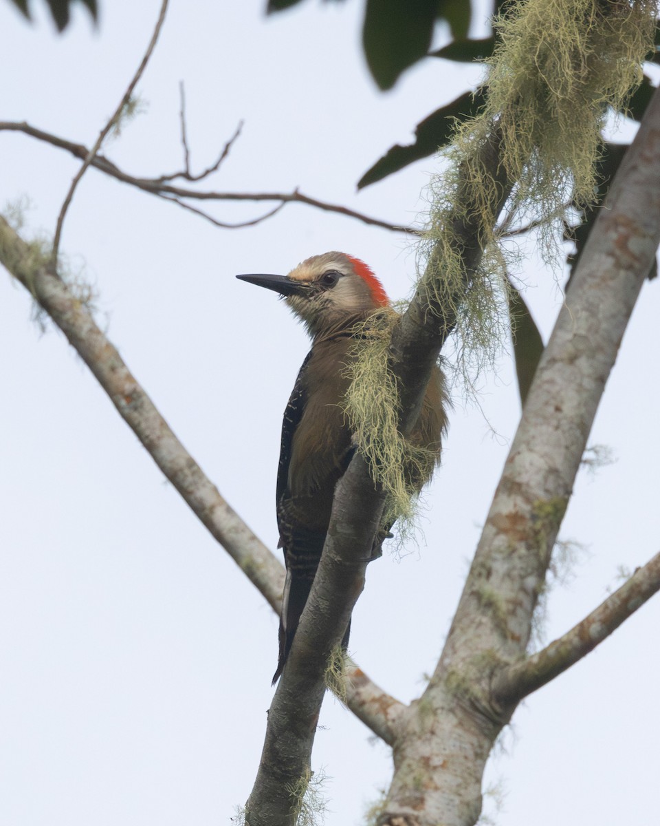 Jamaican Woodpecker - ML637999706