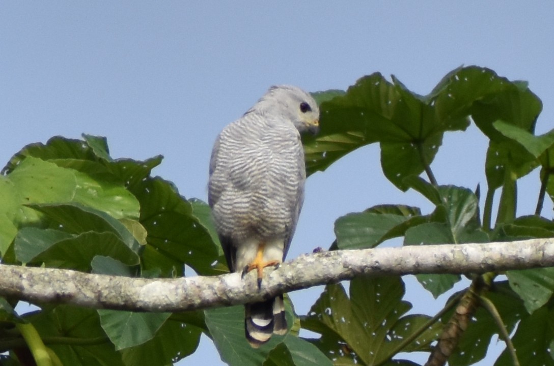 Gray-lined Hawk - ML637999761