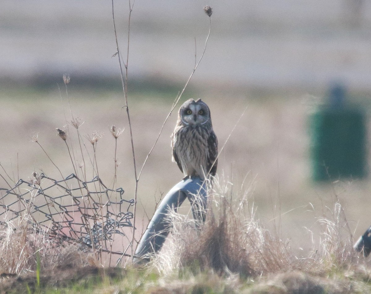 Short-eared Owl - ML637999772