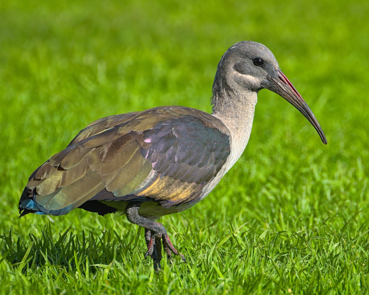 Hadada Ibis - ML637999781