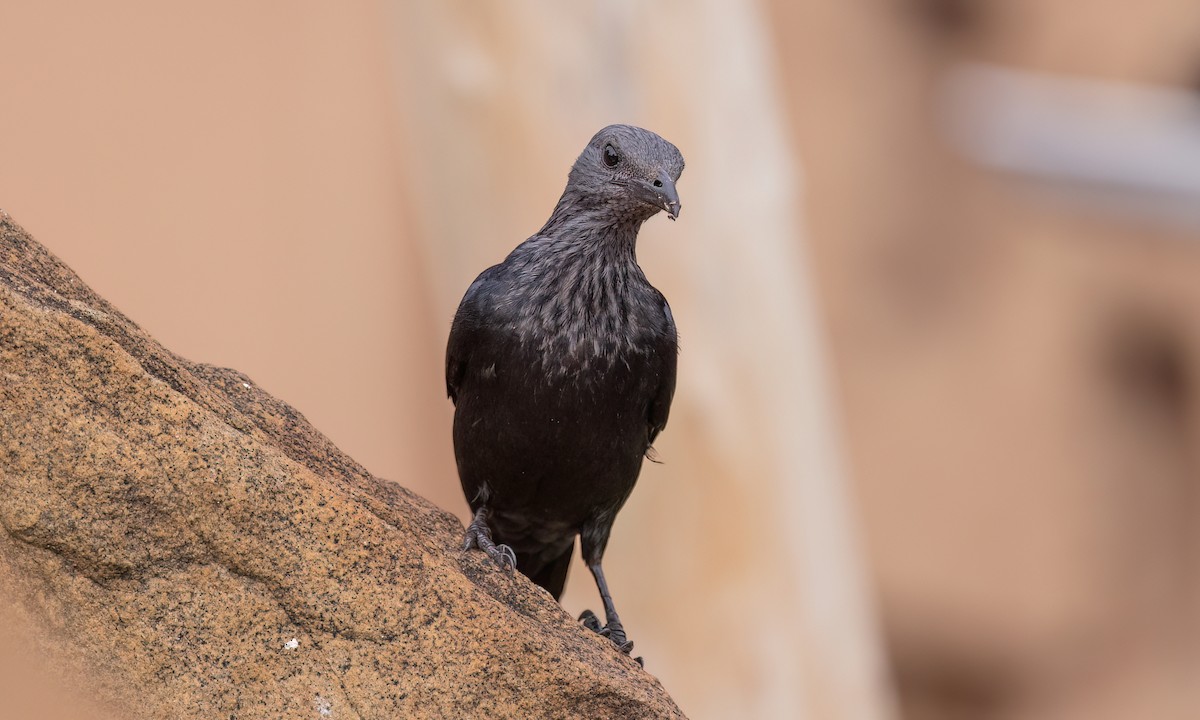 Red-winged Starling - ML637999794