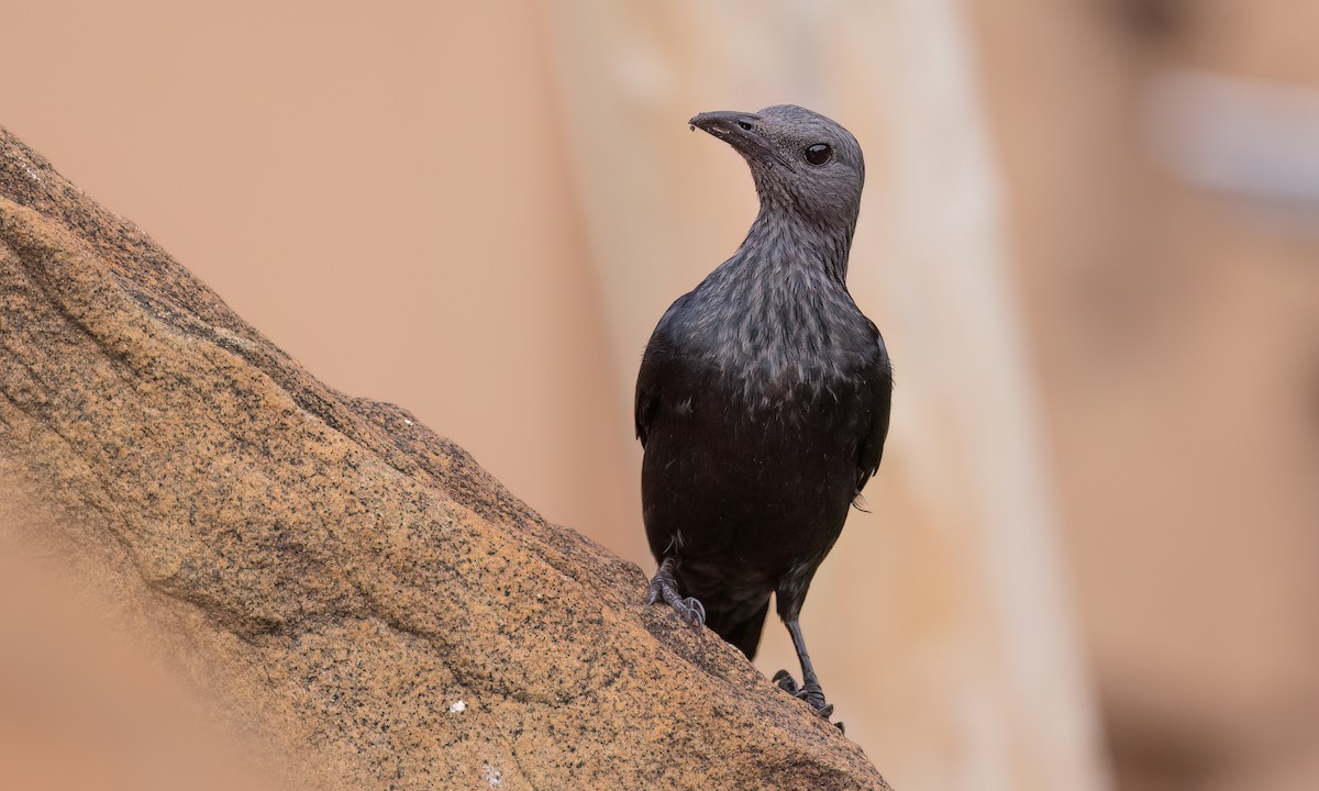 Red-winged Starling - ML637999795