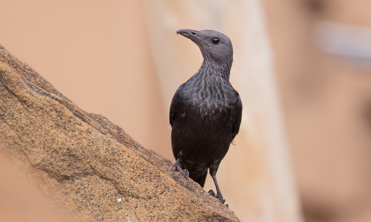 Red-winged Starling - ML637999797