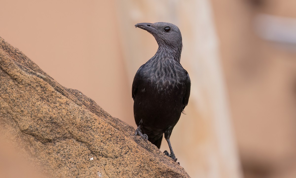 Red-winged Starling - ML637999798