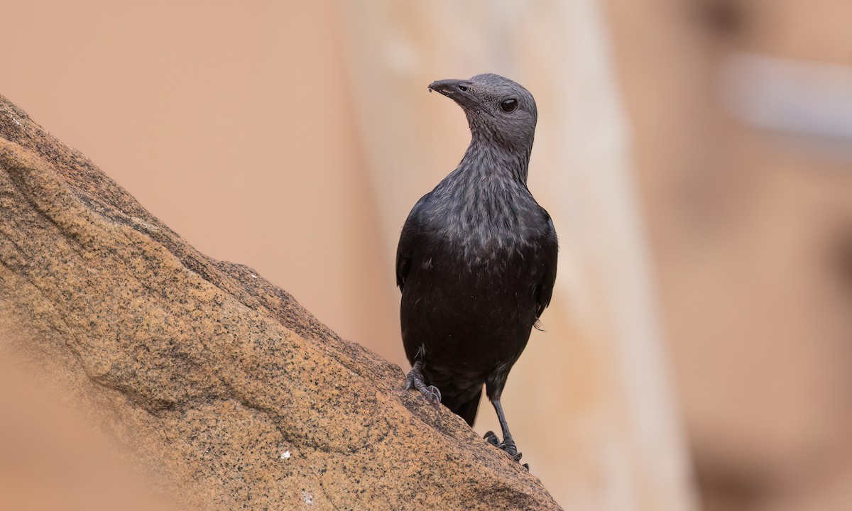 Red-winged Starling - ML637999799