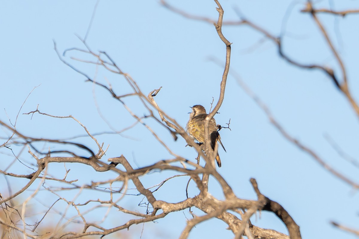 Horsfield's Bronze-Cuckoo - ML637999808