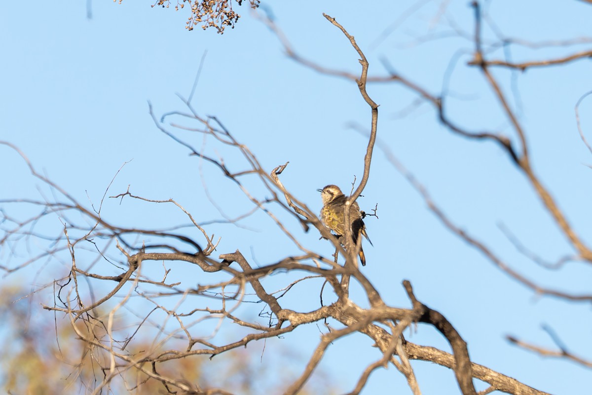 Horsfield's Bronze-Cuckoo - ML637999809