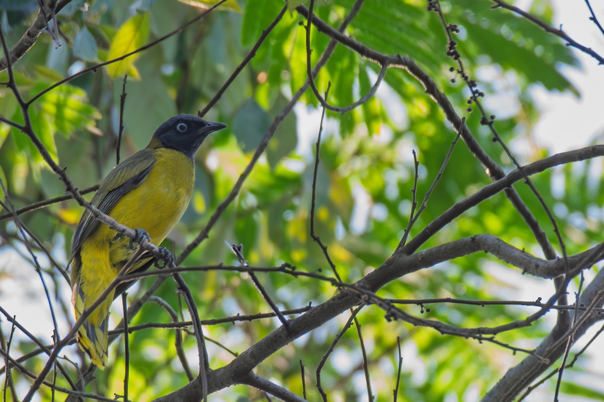 Black-headed Bulbul - ML637999814
