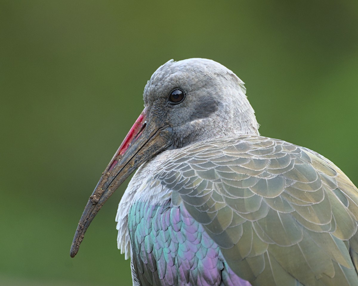 Hadada Ibis - ML637999824