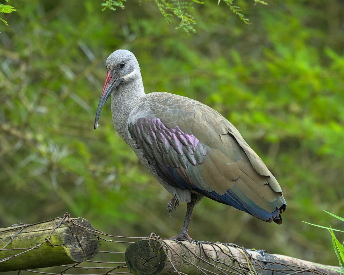 Hadada Ibis - ML637999825