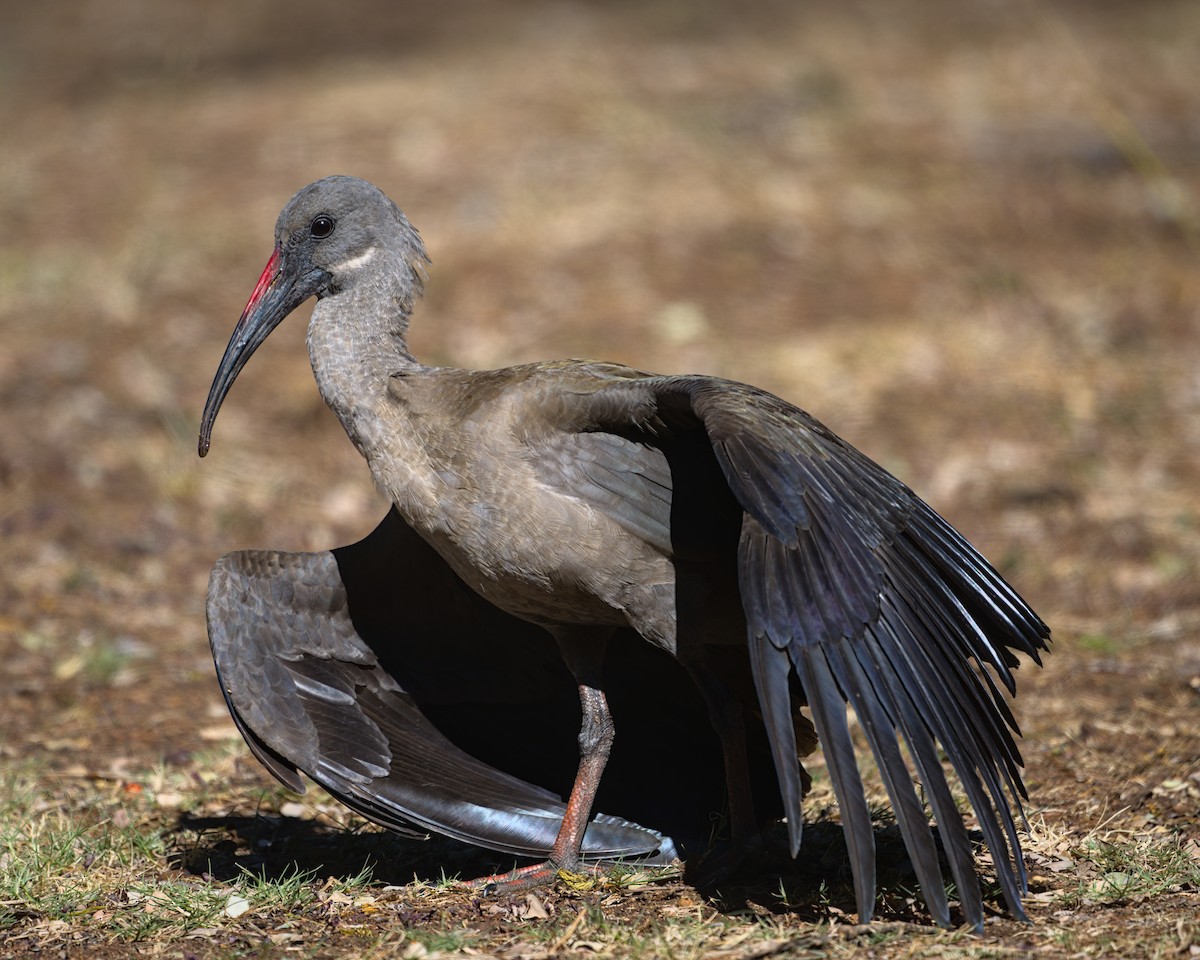 Hadada Ibis - ML637999851