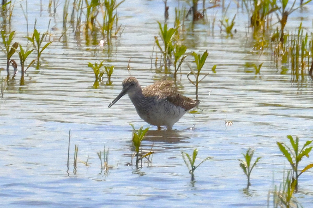 Greater Yellowlegs - ML637999867